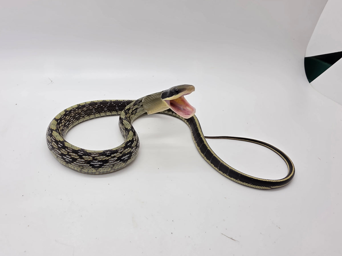 SD26-VBB-014 Vietnamese Blue Beauty Snake