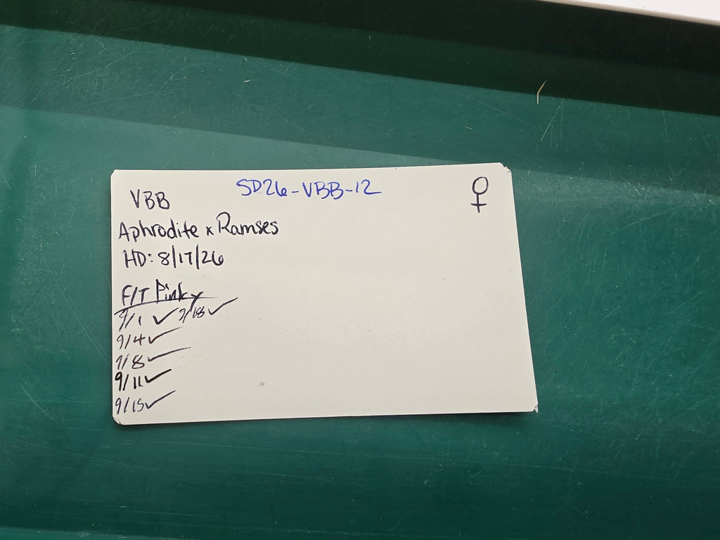 SD26-VBB-012 Vietnamese Blue Beauty Snake